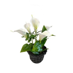 Arranjo Copo De Leite Branco