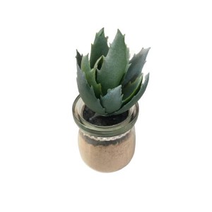 Mini Vasinho Com Suculenta