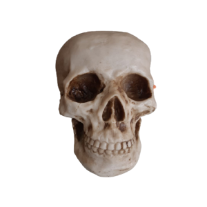 CRÂNIO EINSTEIN DE RESINA